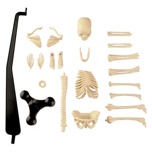 에듀사이언스 인체뼈모형-과학교육실습용(46cm), 푸른교육사